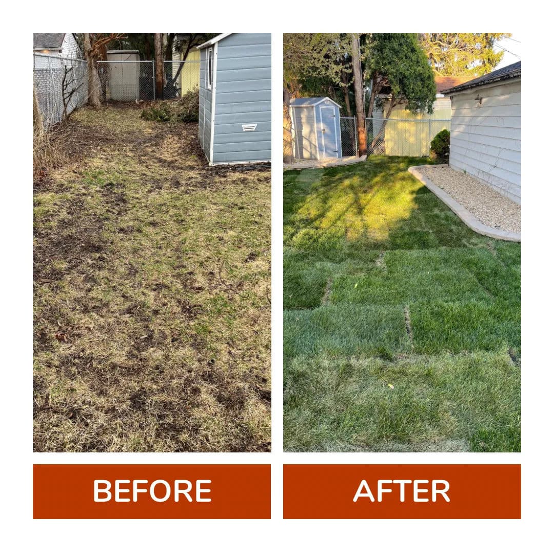 Lawn transformation before and after landscaping, showing healthy grass growth.