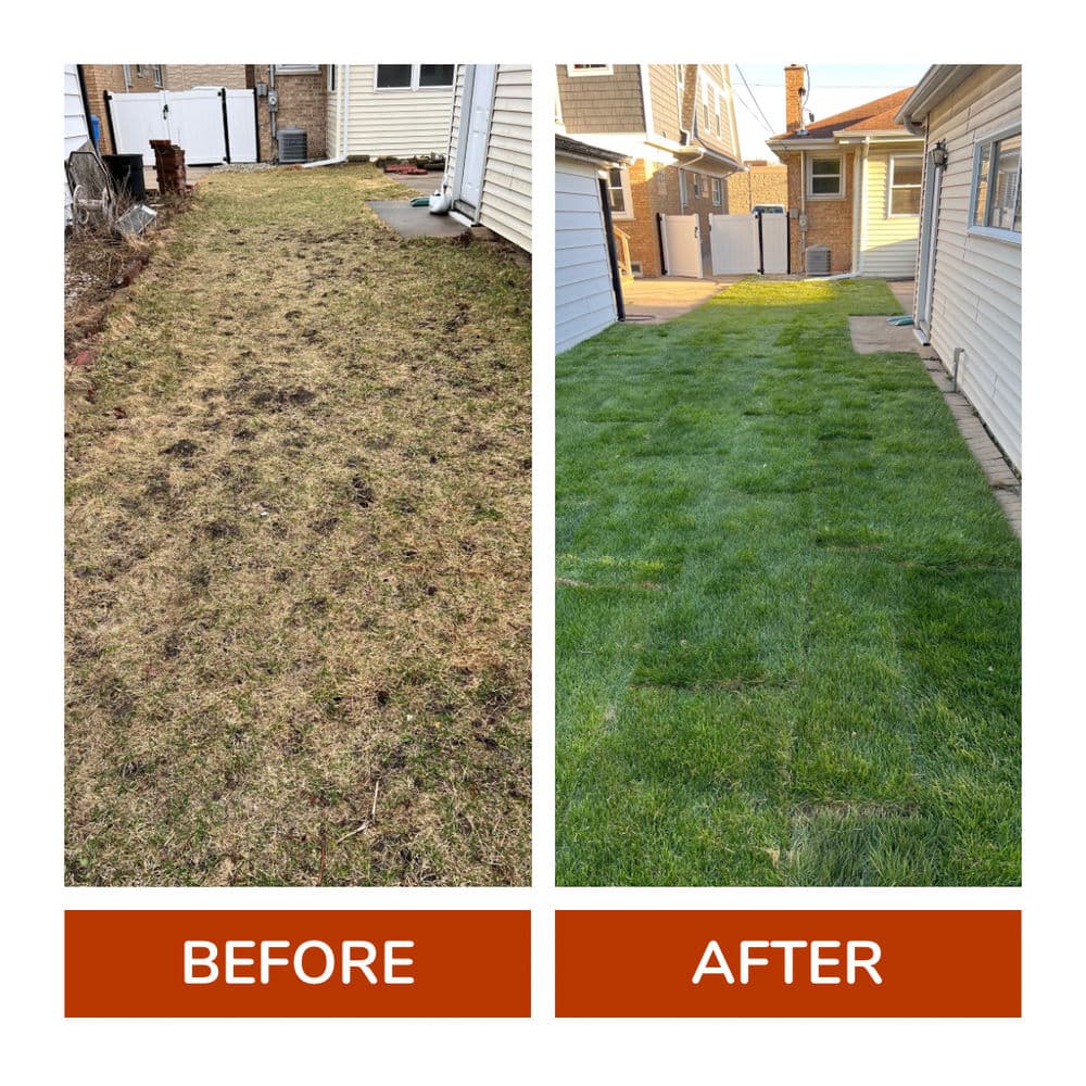 Before and after lawn transformation showcasing healthy green grass growth.